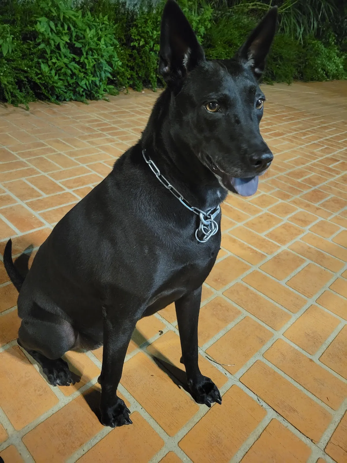 群安動物診所