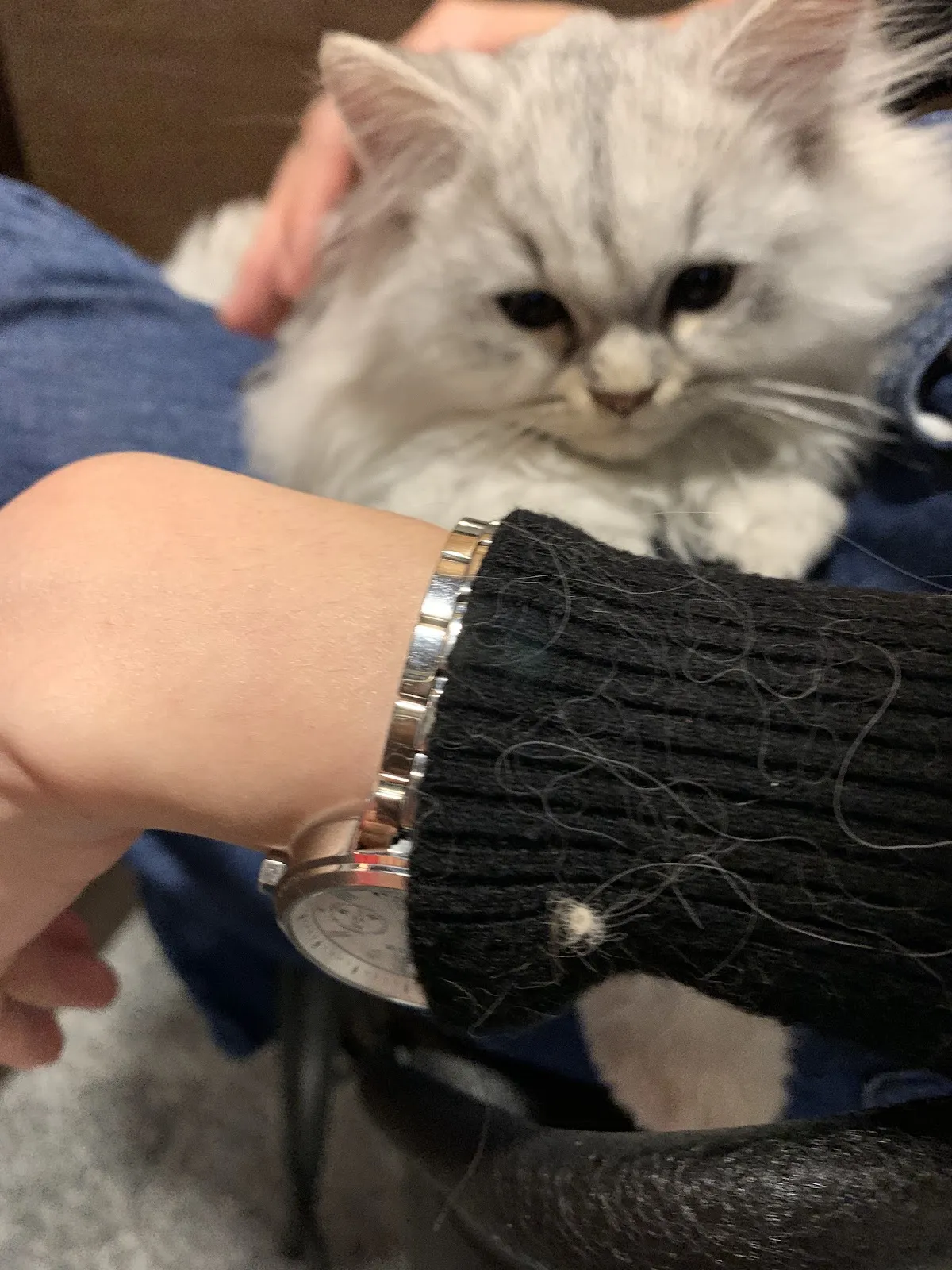 謙谷若松動物醫院