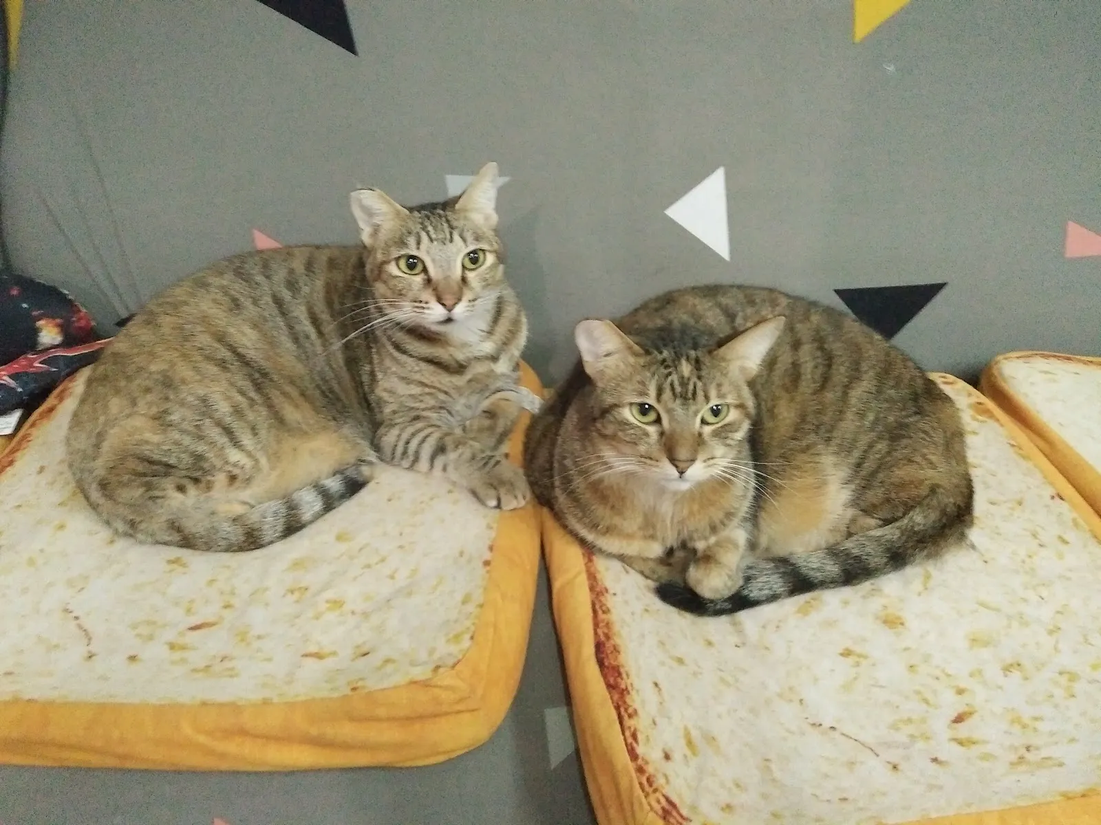 謙谷若松動物醫院