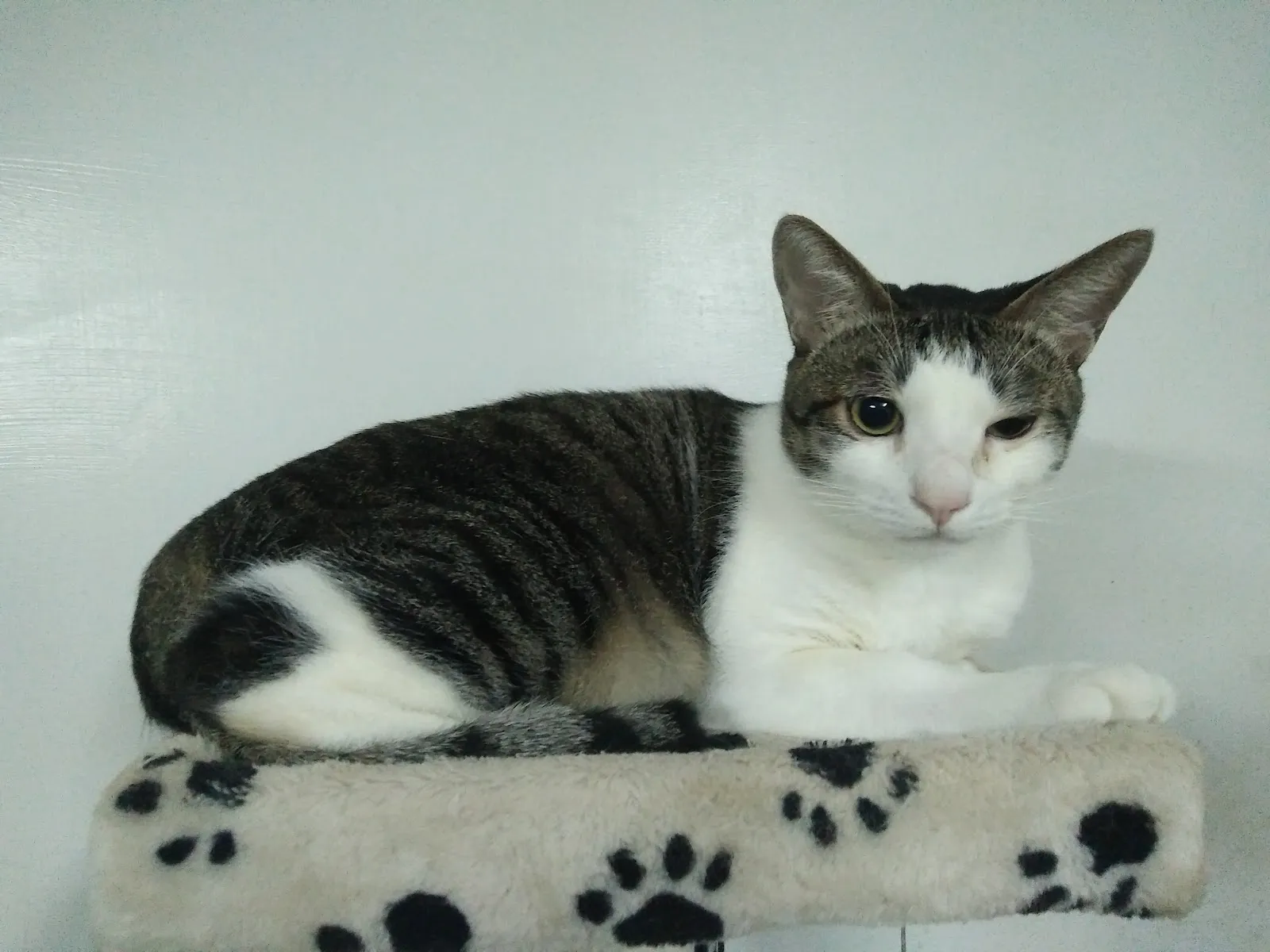 謙谷若松動物醫院