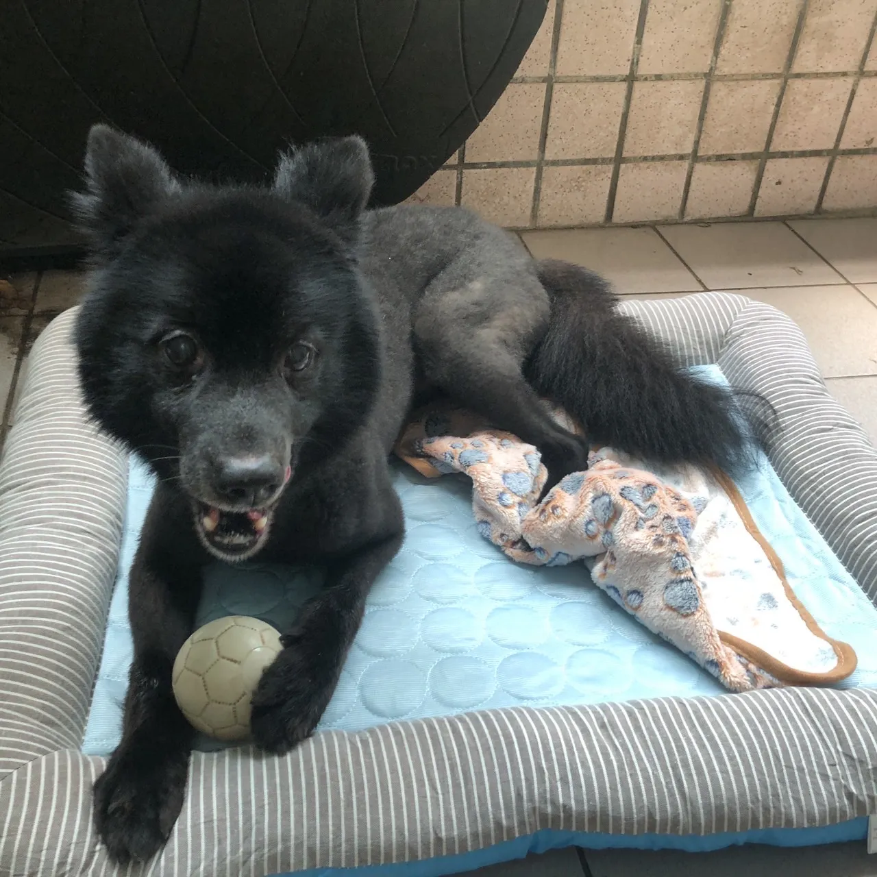 麗園動物醫院八里分院