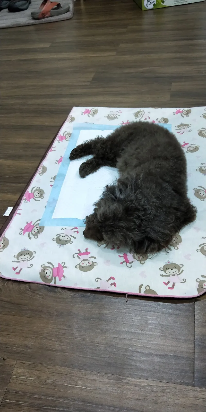 新方伴侶動物醫院