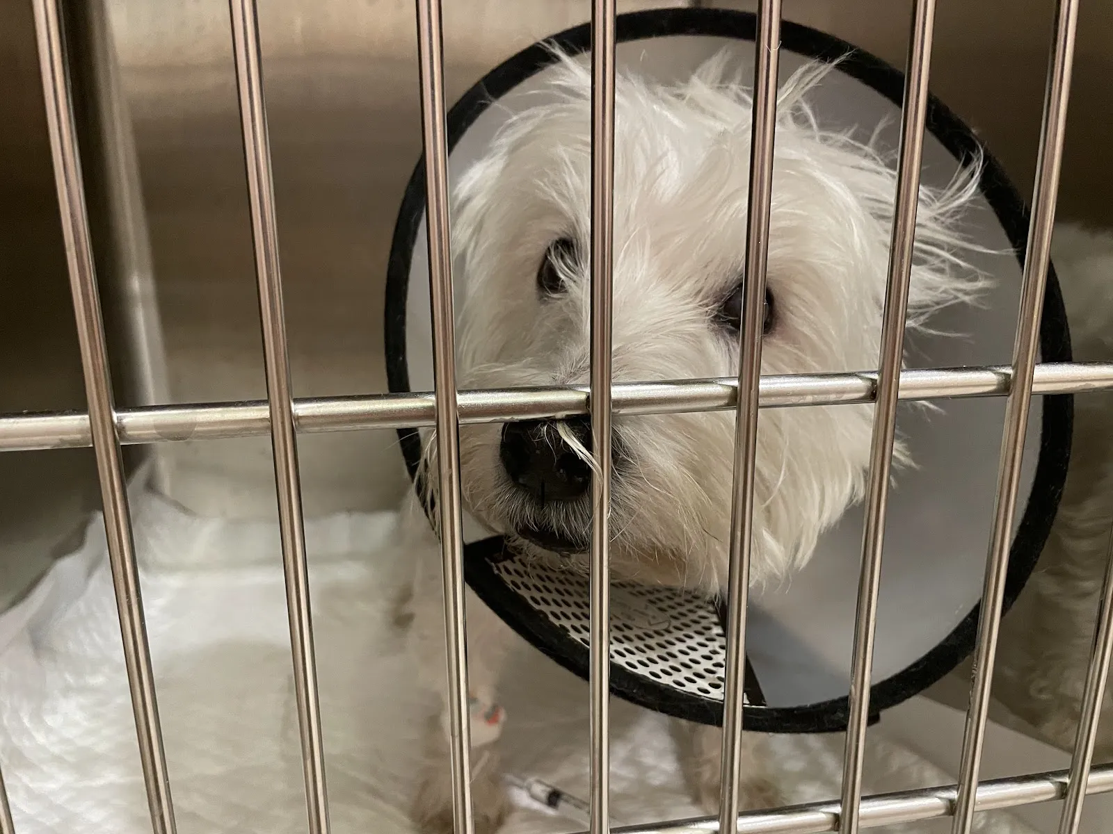 大安動物醫院公館分院