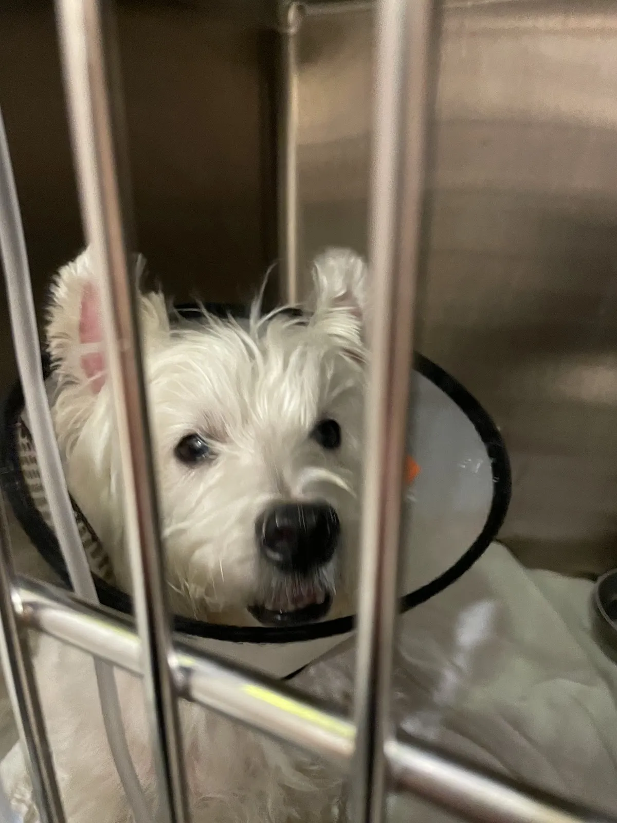 大安動物醫院公館分院