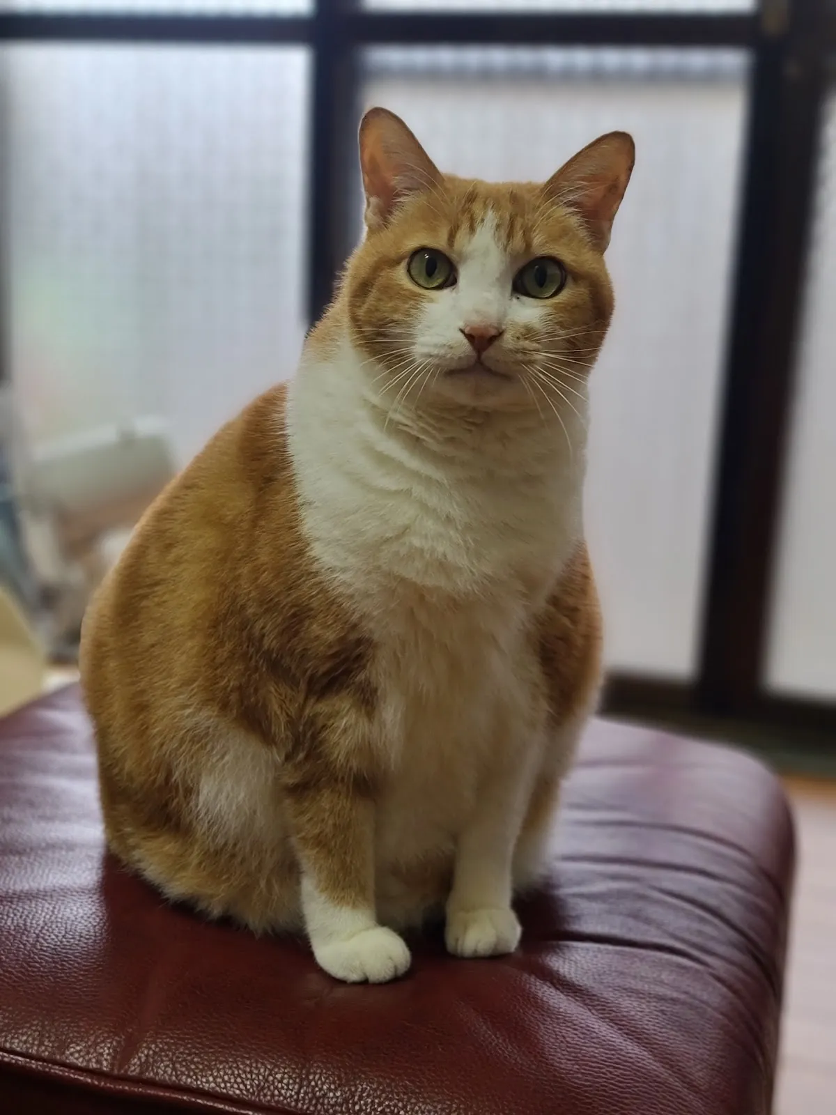 大安動物醫院公館分院