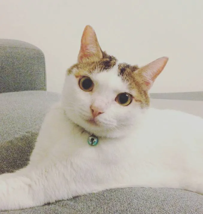 大安動物醫院公館分院