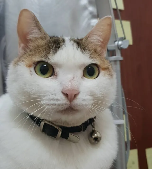 大安動物醫院公館分院