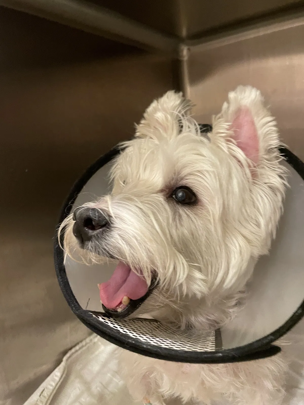 大安動物醫院公館分院