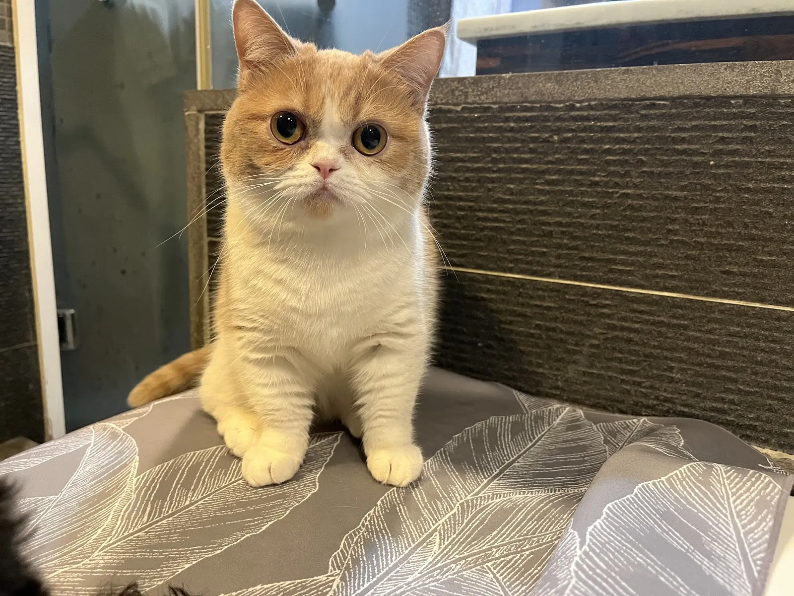 小小貓動物醫院