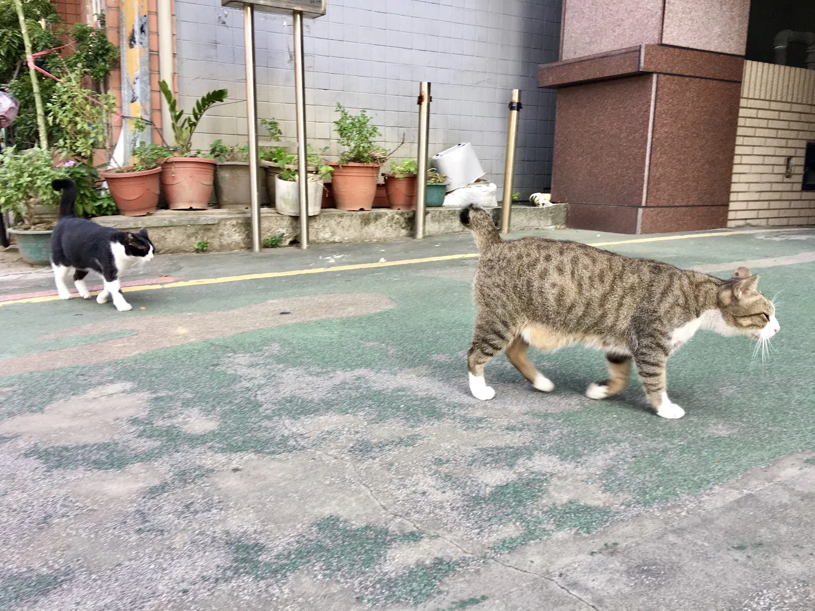 小小貓動物醫院