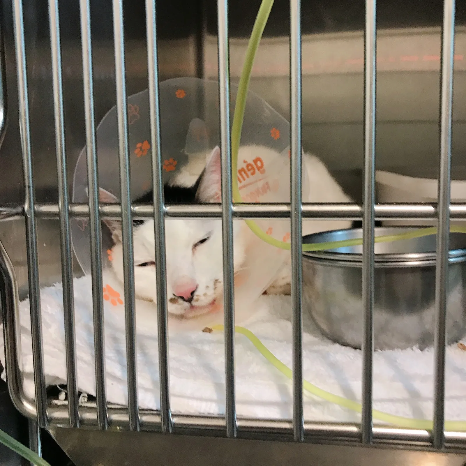 小小貓動物醫院