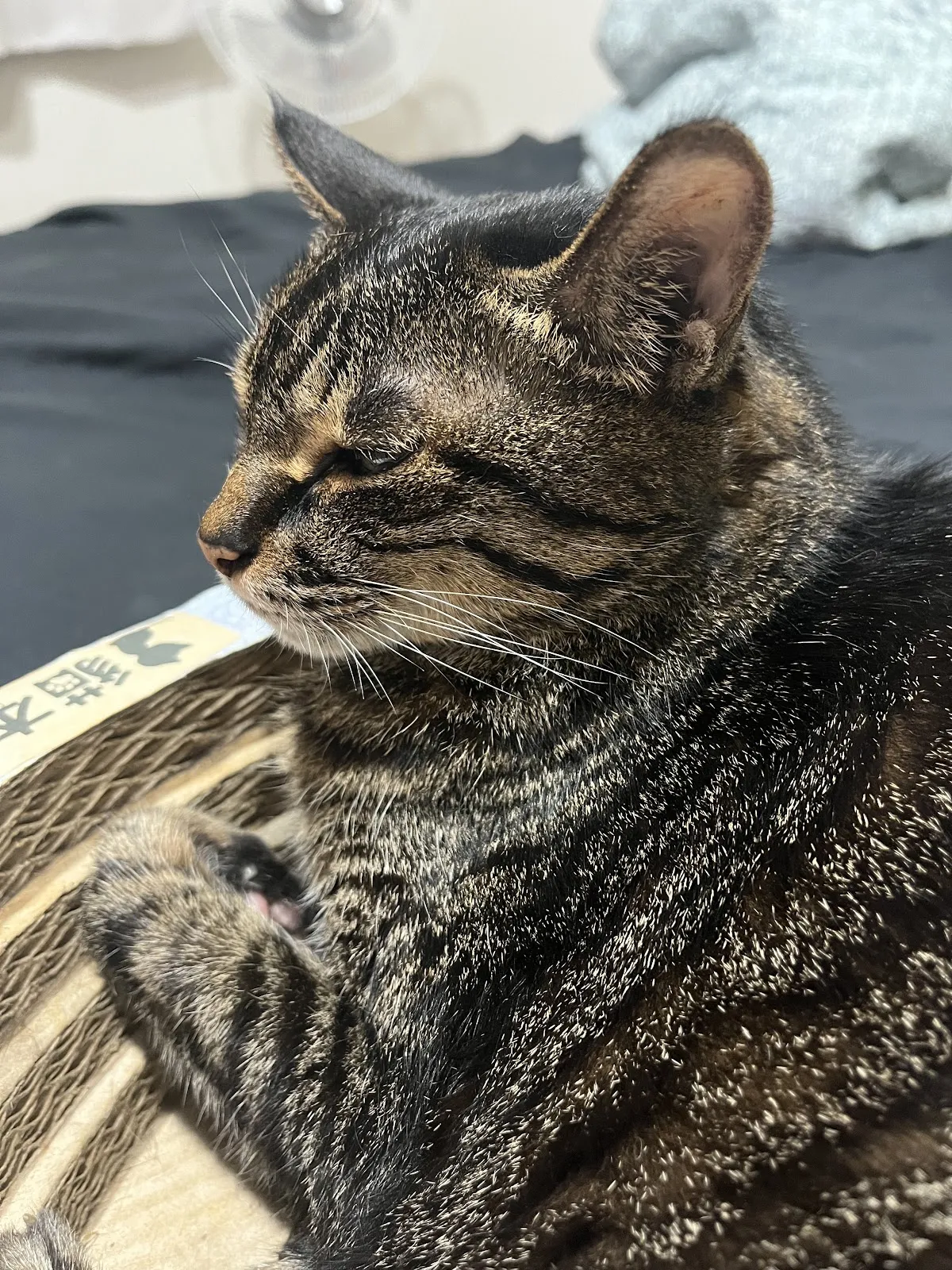 小小貓動物醫院