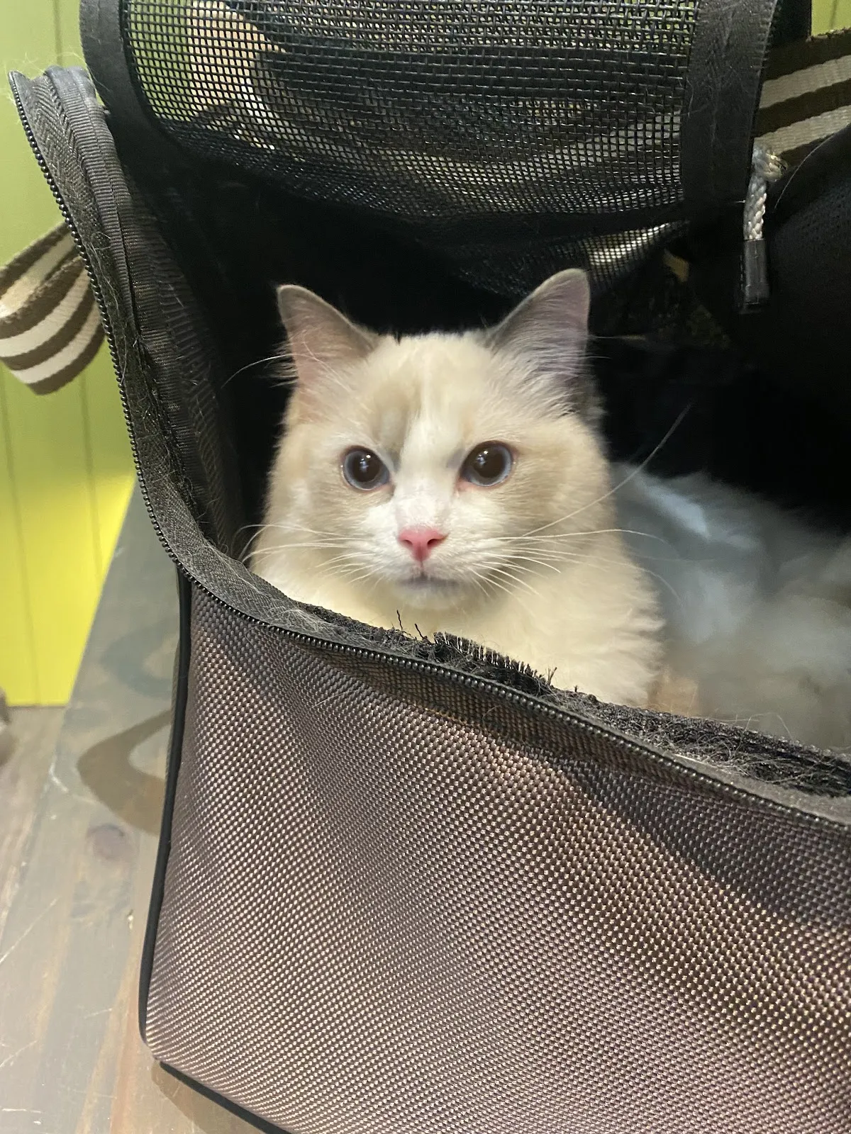 小小貓動物醫院