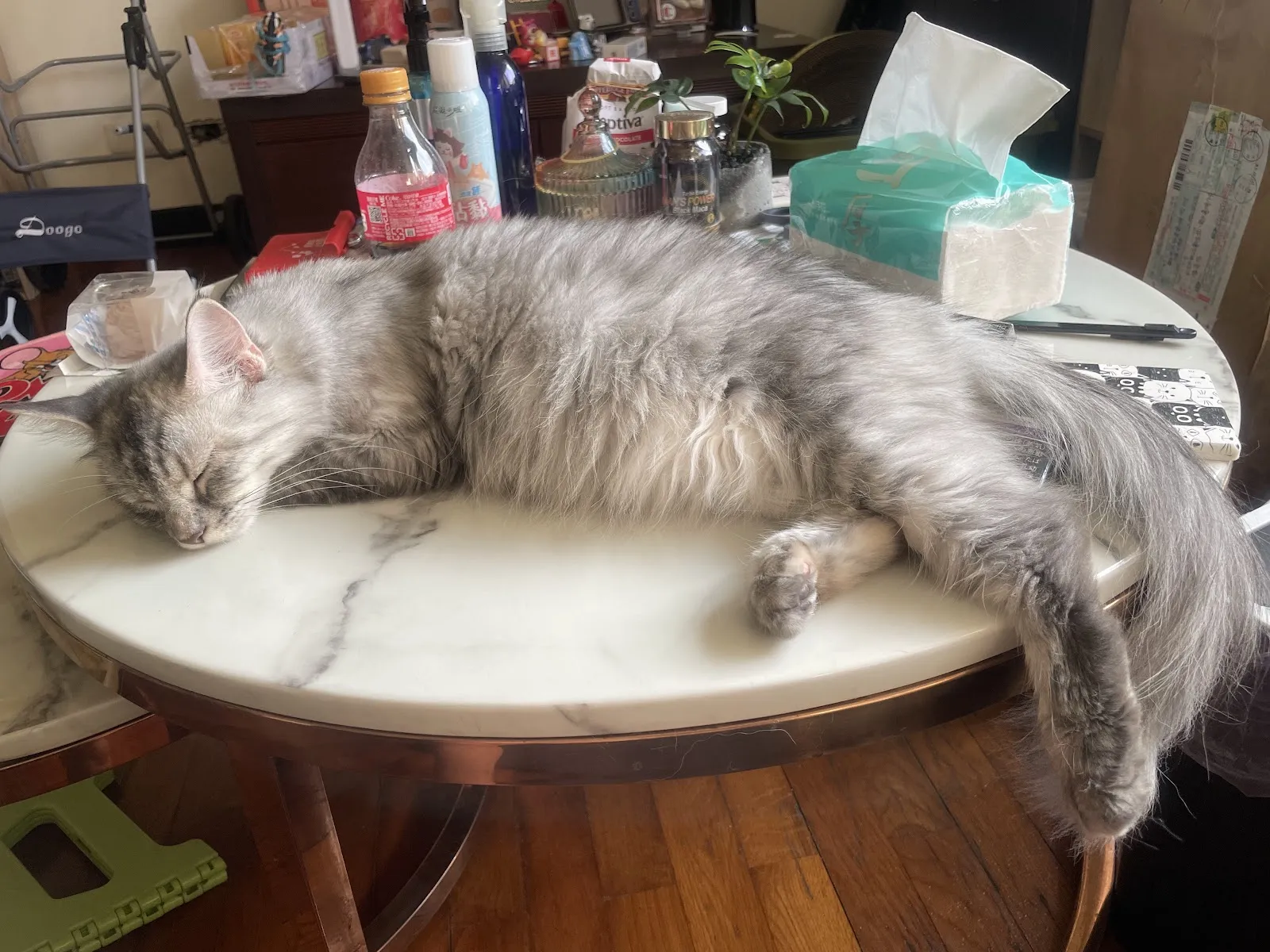 吉米犬貓專科醫院