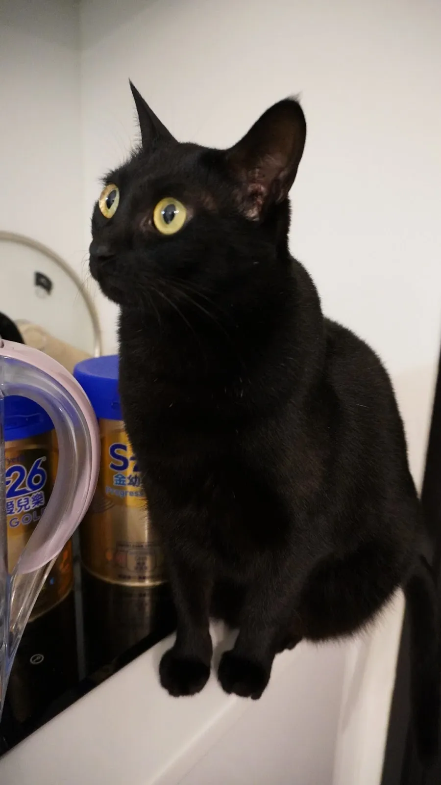 吉米犬貓專科醫院