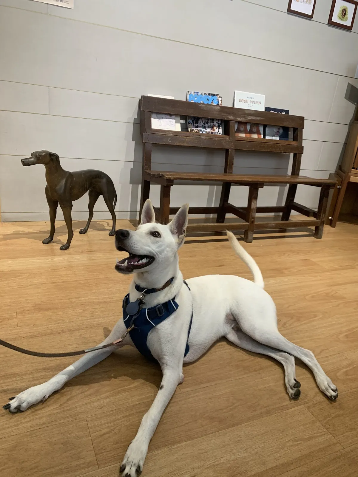 那隻狗動物醫院