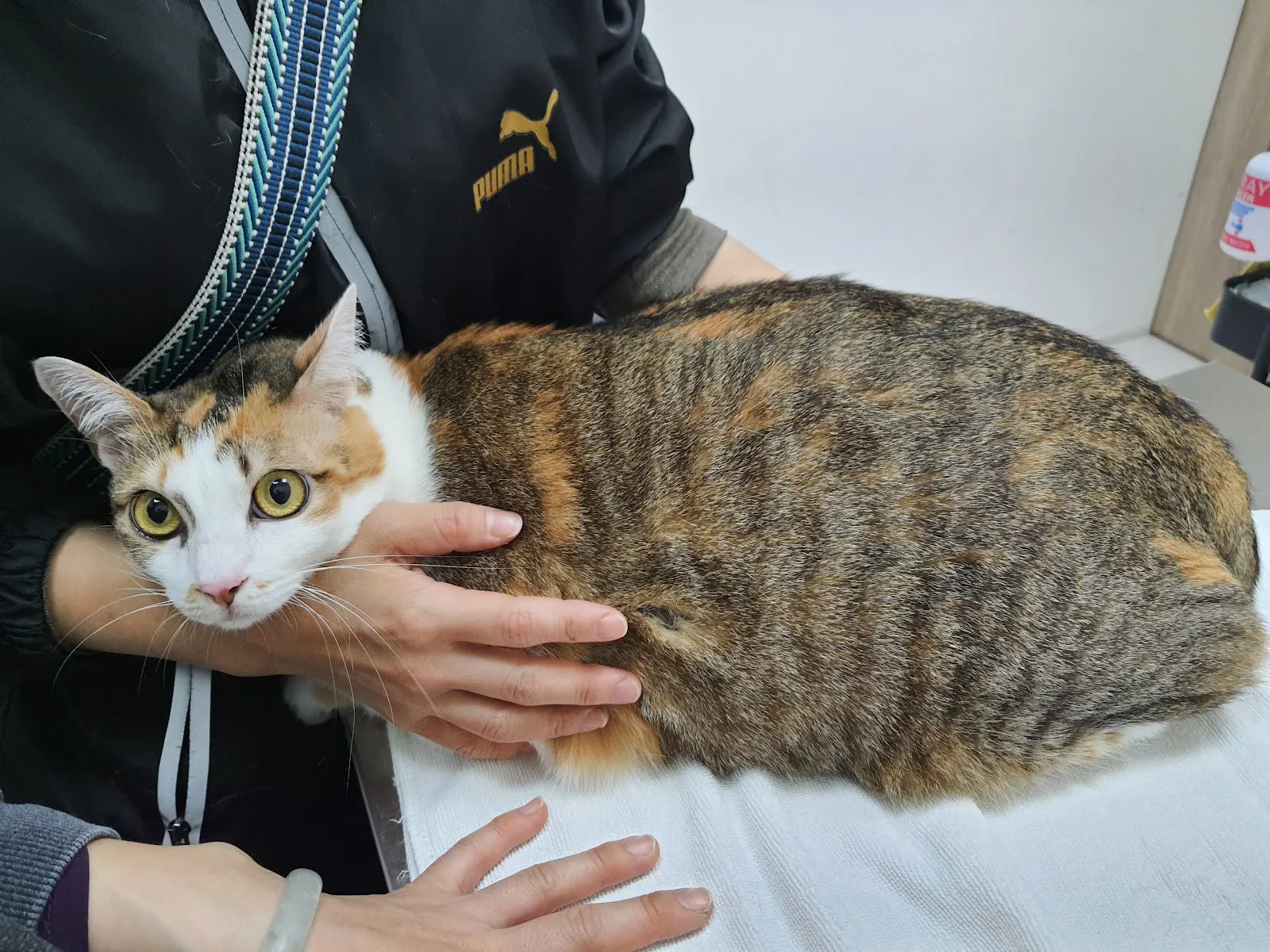 魏大夫動物醫院