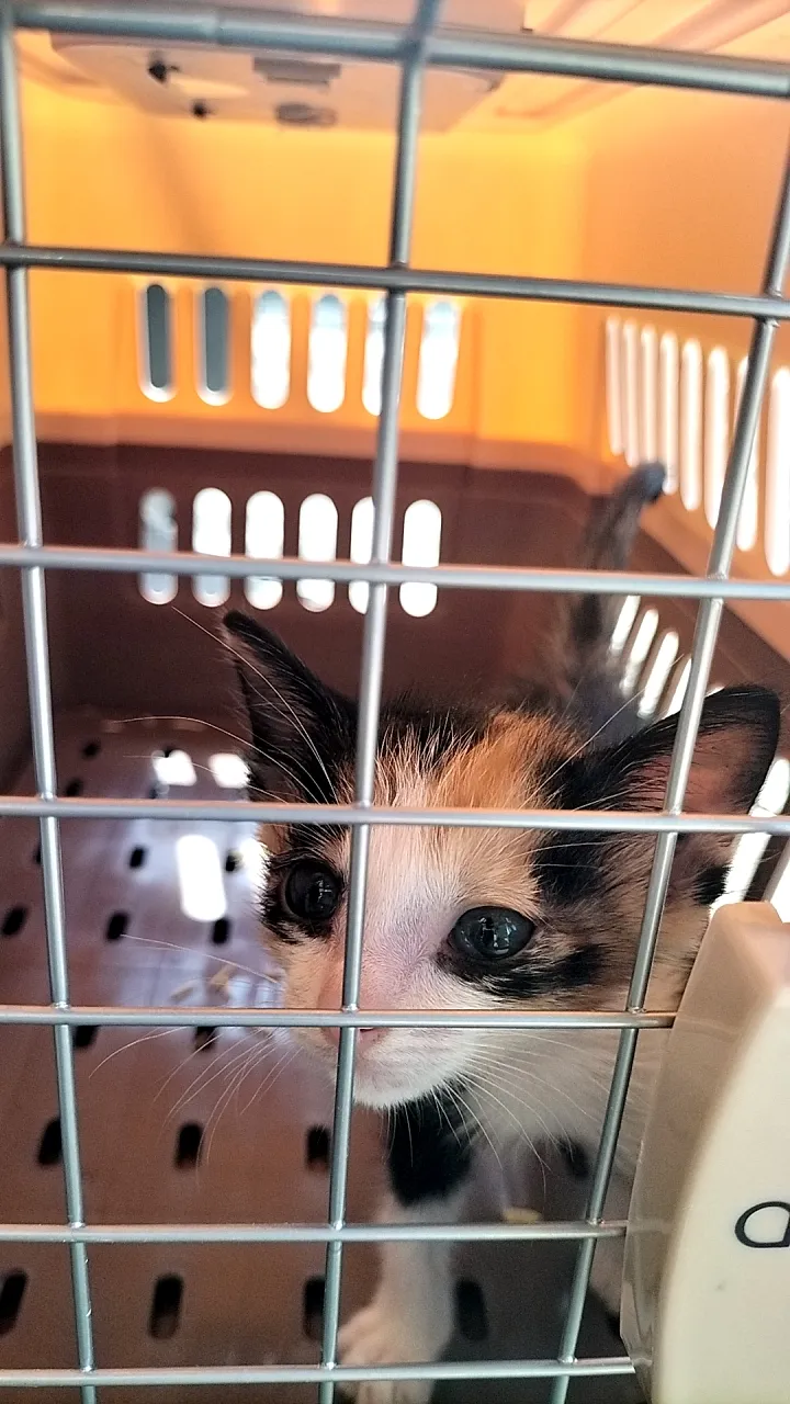 寶正興動物醫院