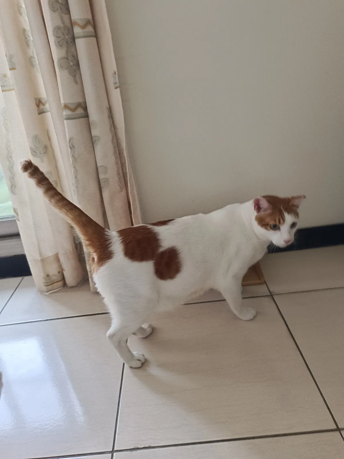 寶正興動物醫院