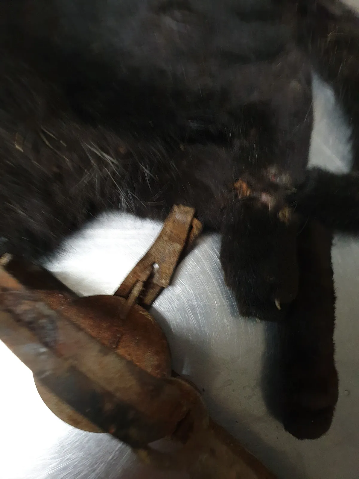 寶正興動物醫院
