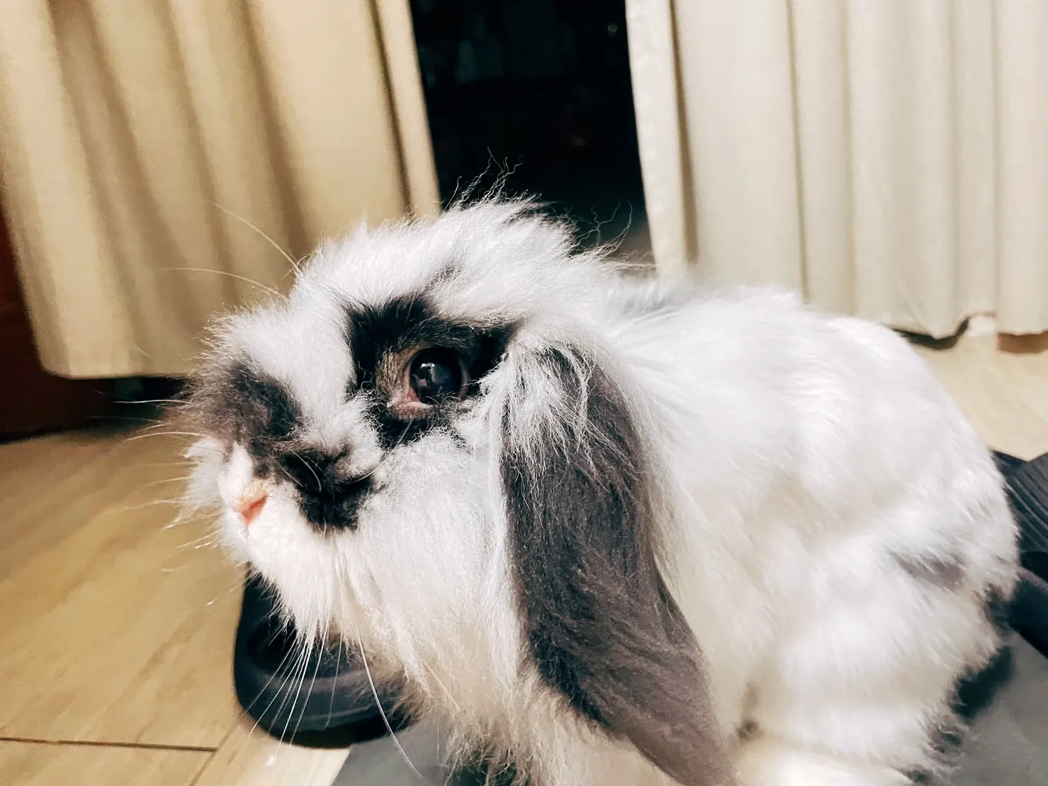 小鯢特殊寵物專科醫院