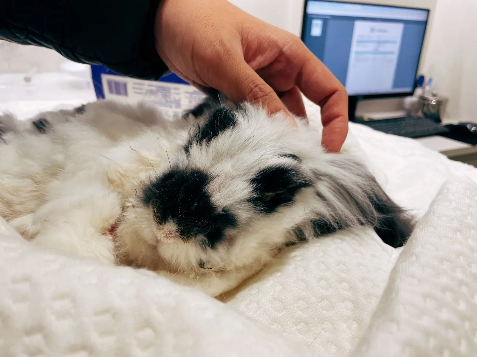 小鯢特殊寵物專科醫院