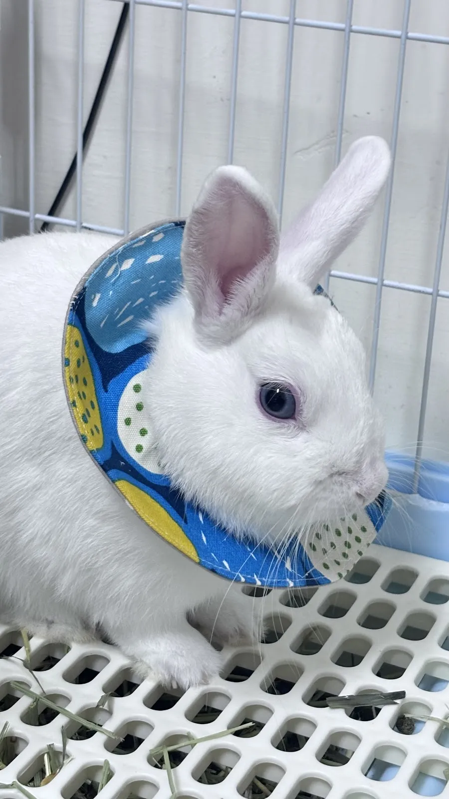 小鯢特殊寵物專科醫院