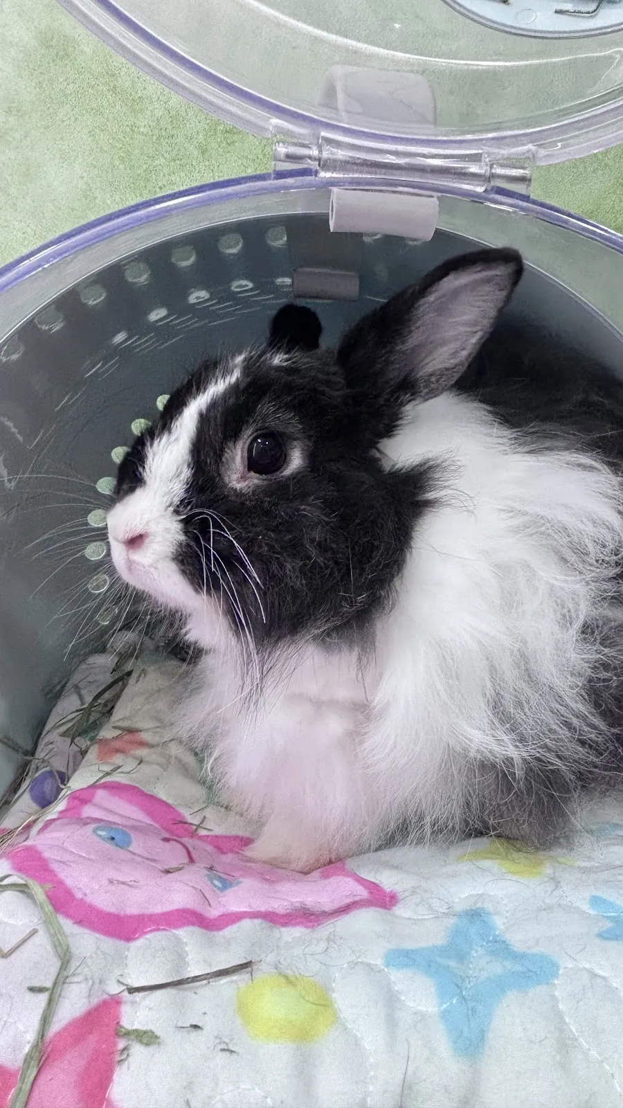 小鯢特殊寵物專科醫院