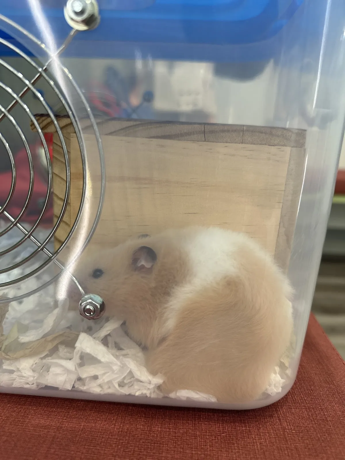 小鯢特殊寵物專科醫院