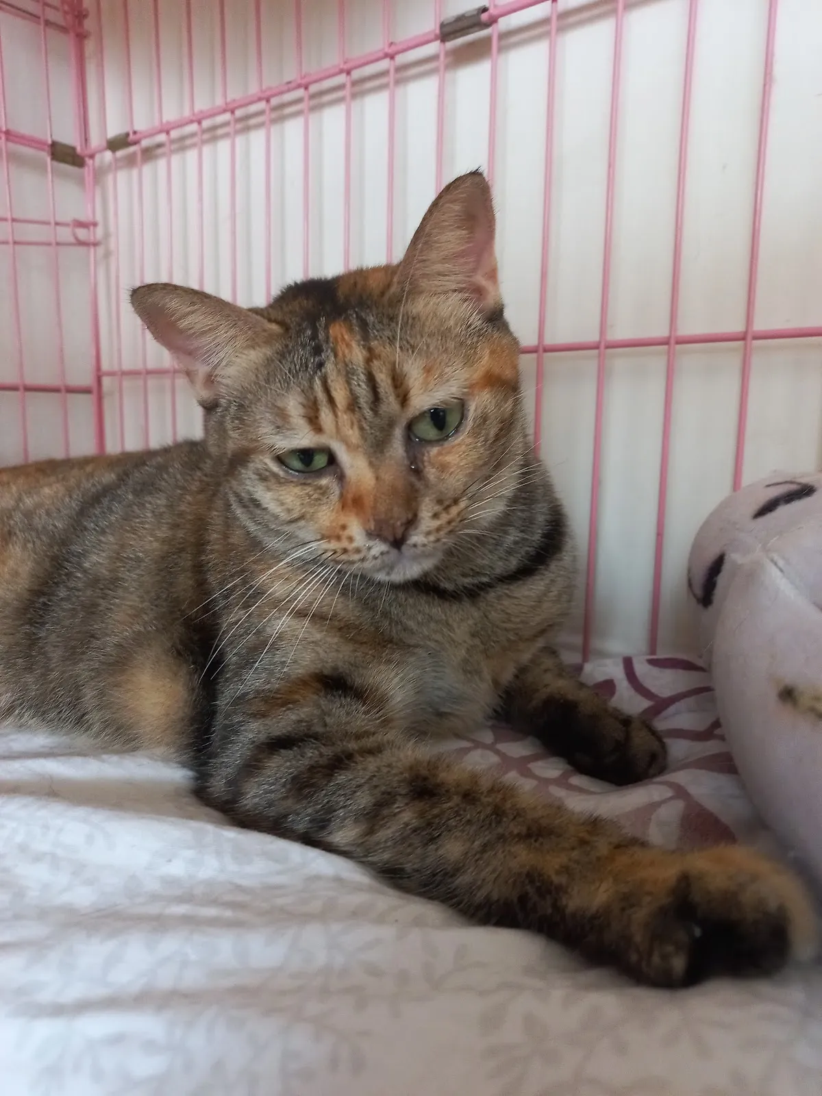 聯盟鳳屏動物醫院