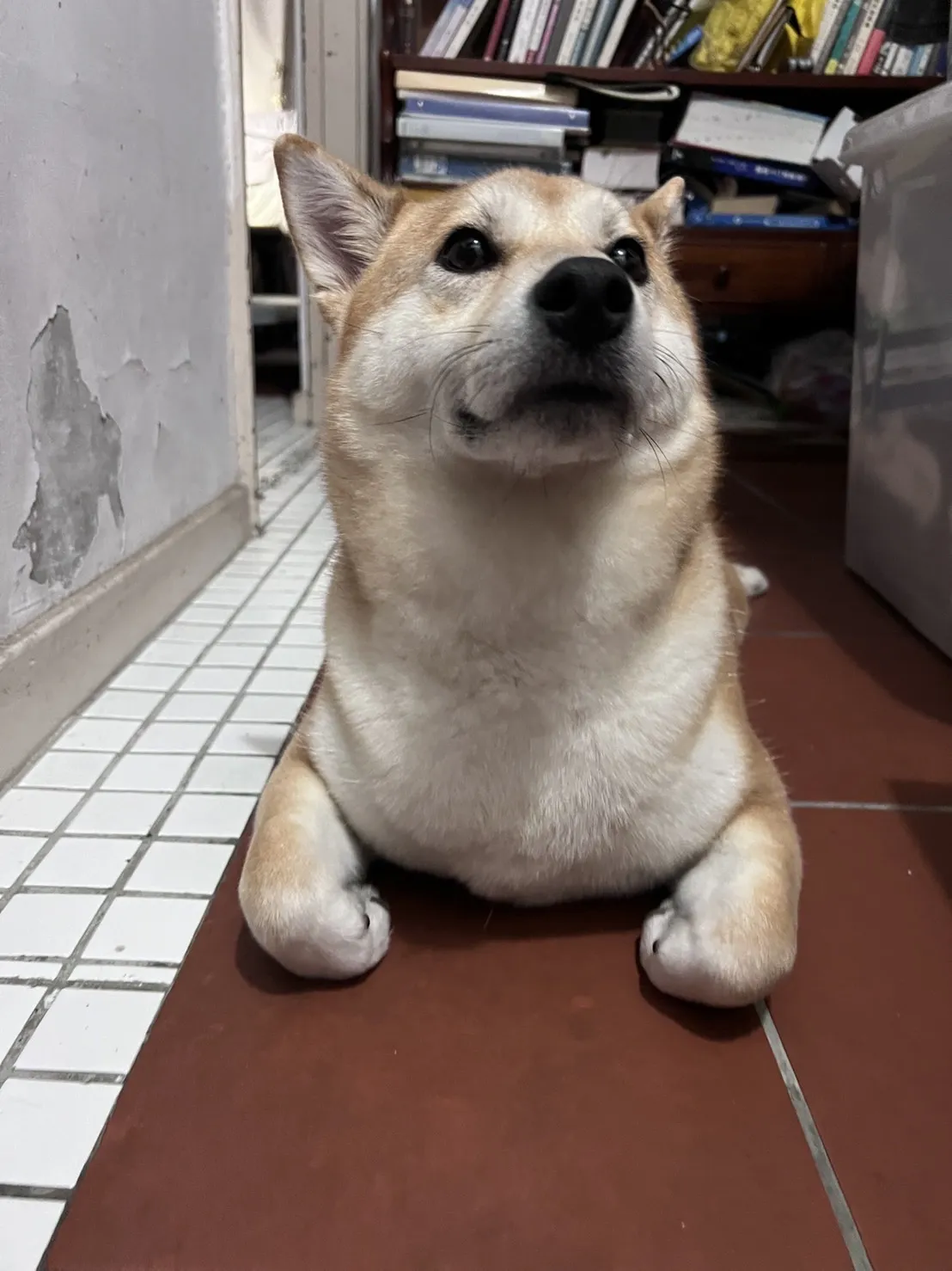 麗園動物醫院大園分院