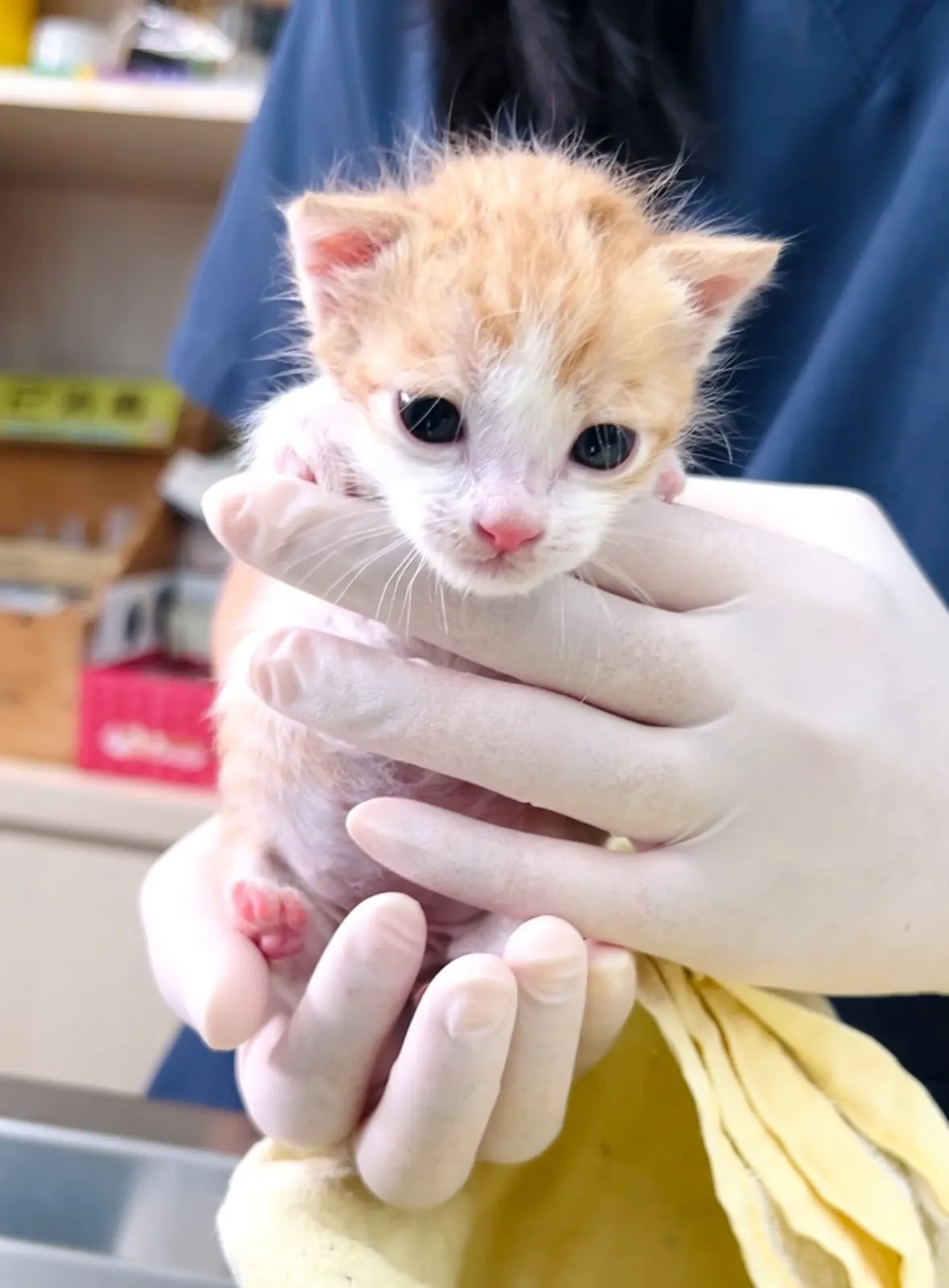 麗園動物醫院大園分院