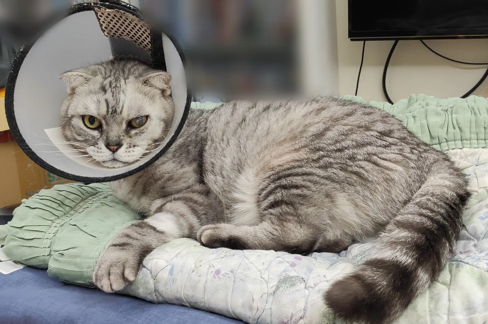 光點犬貓專科醫院