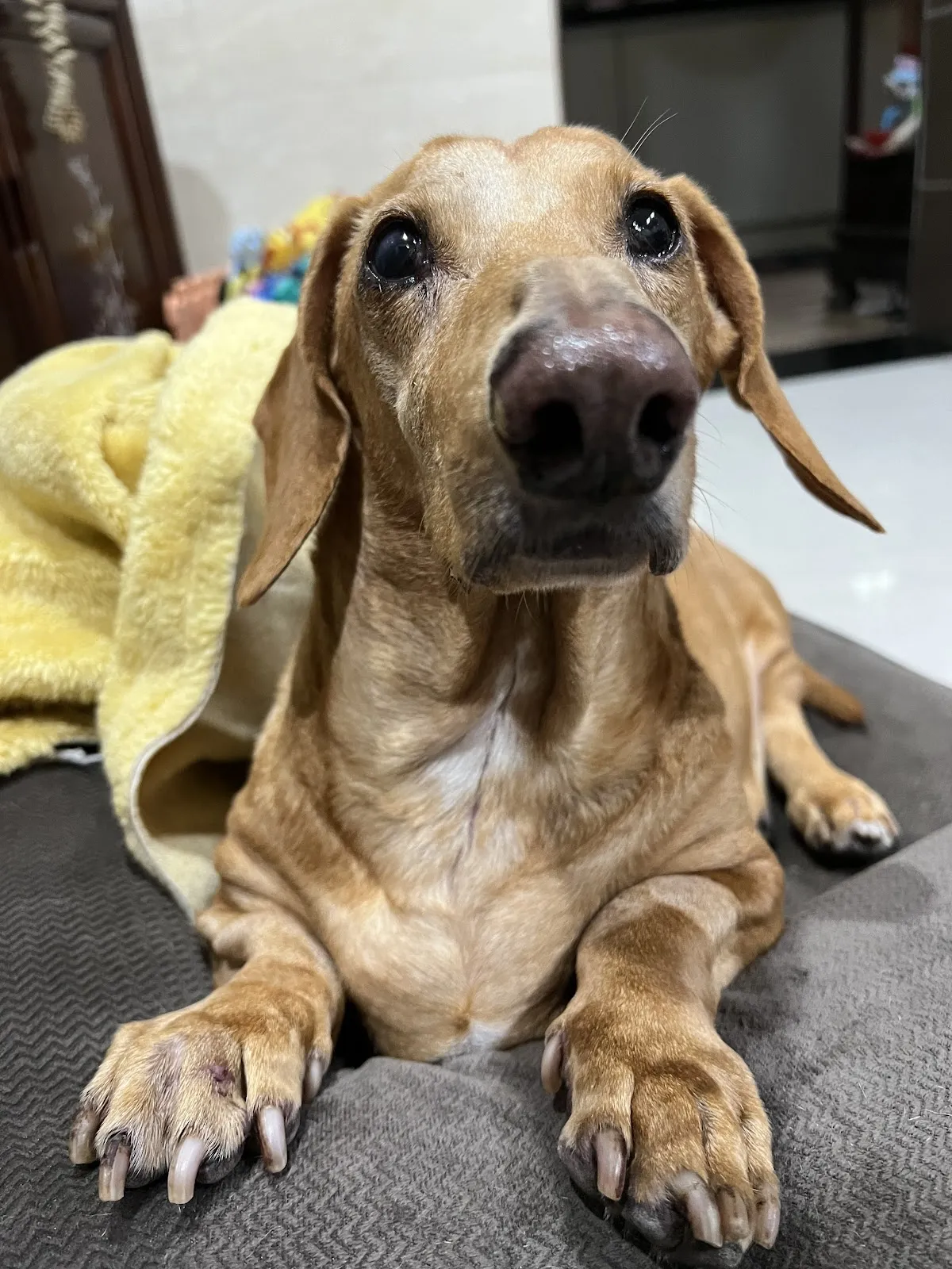 光點犬貓專科醫院