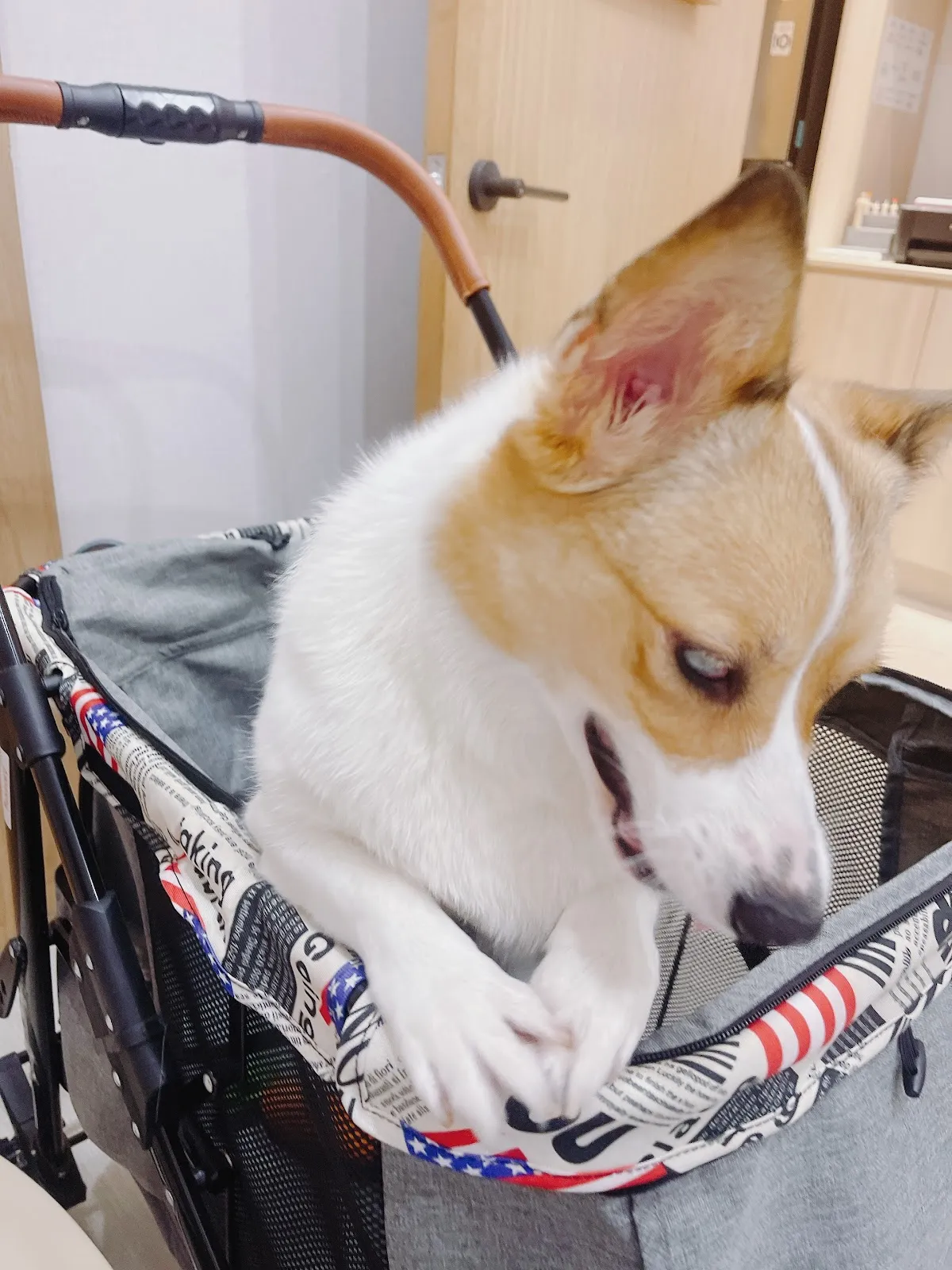 光點犬貓專科醫院