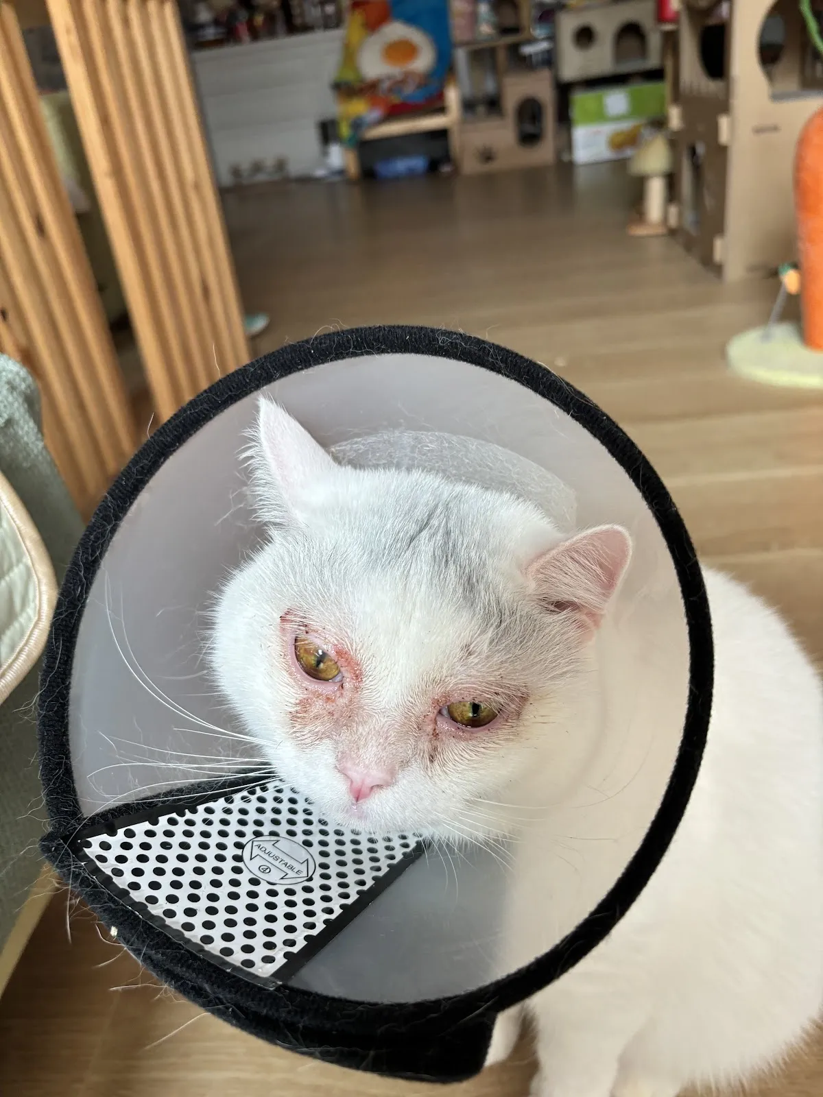 光點犬貓專科醫院