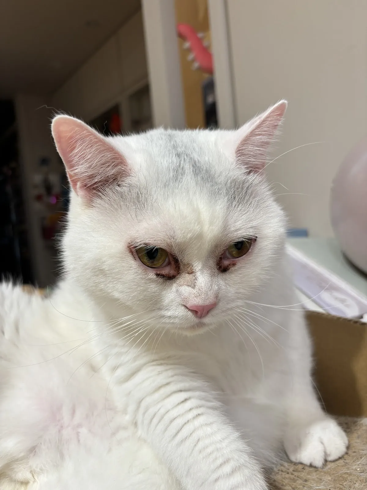 光點犬貓專科醫院