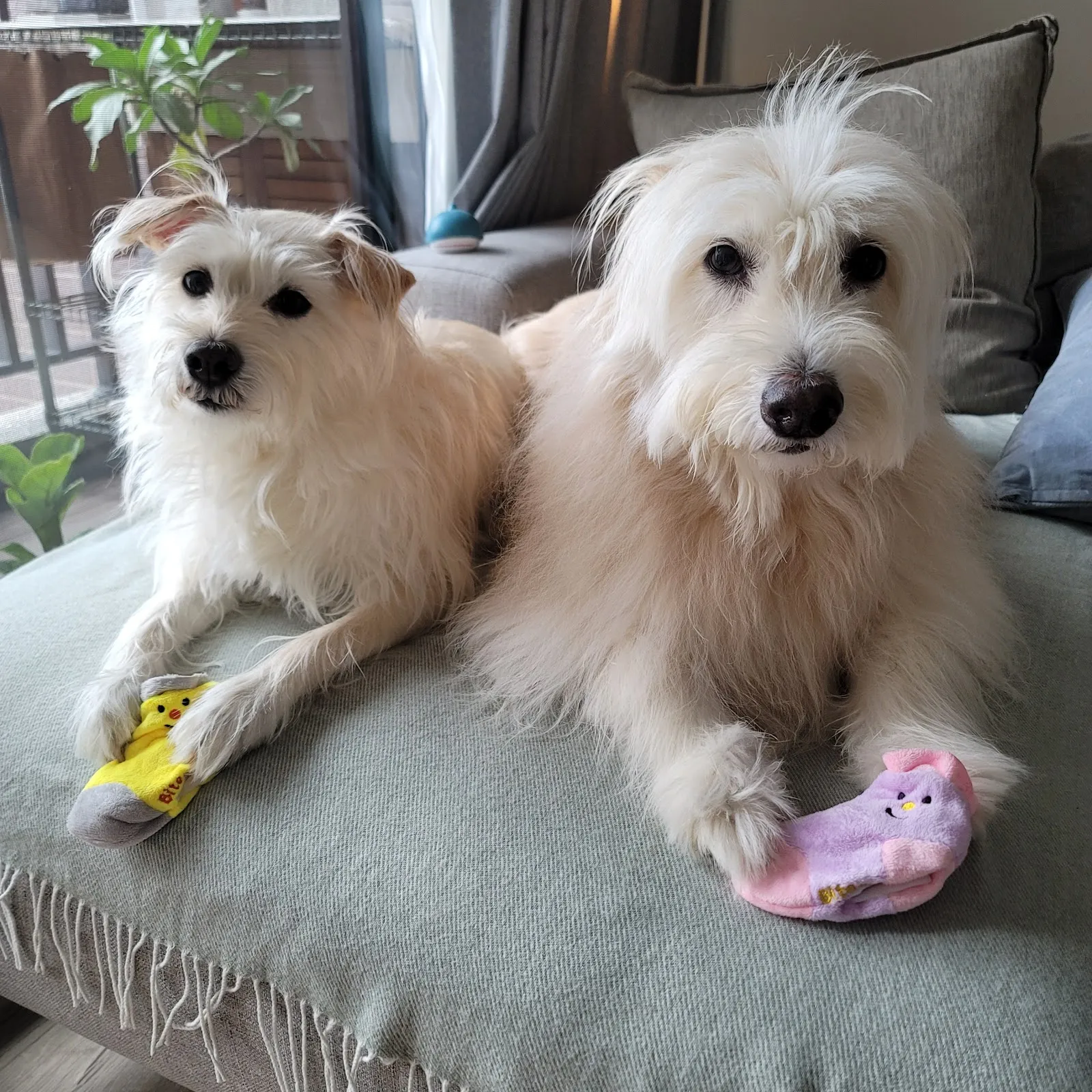 光點犬貓專科醫院