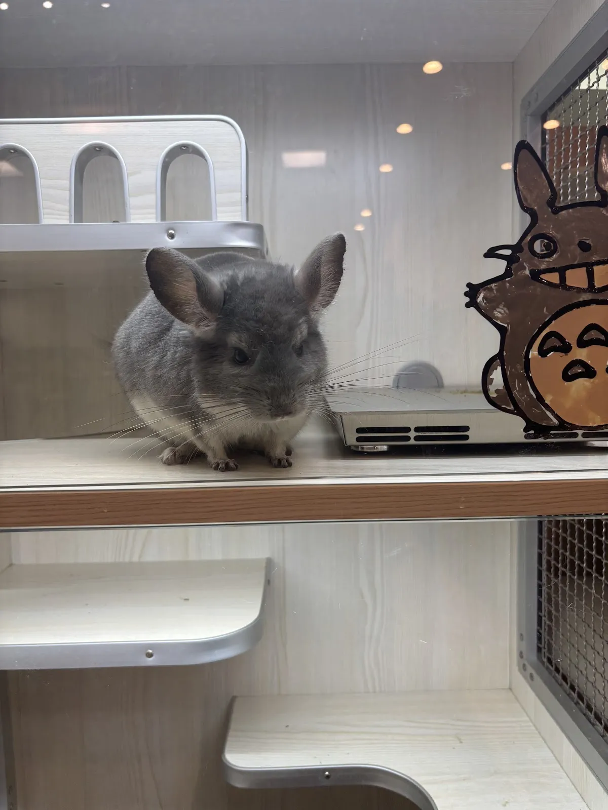 寵博健康動物醫院