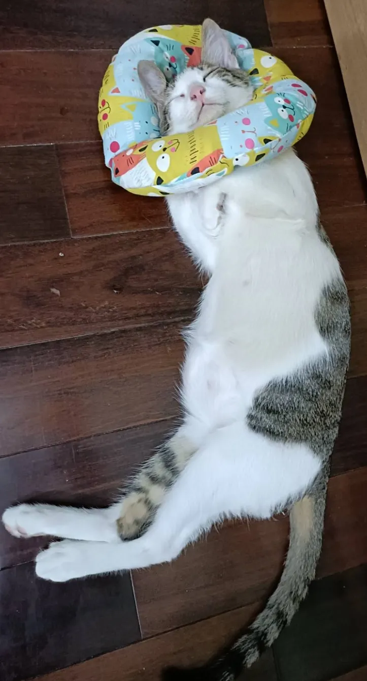 向陽動物診所