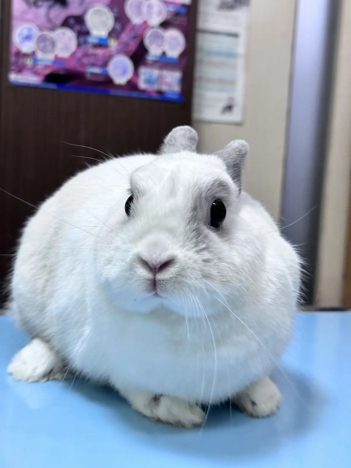 禾原動物醫院
