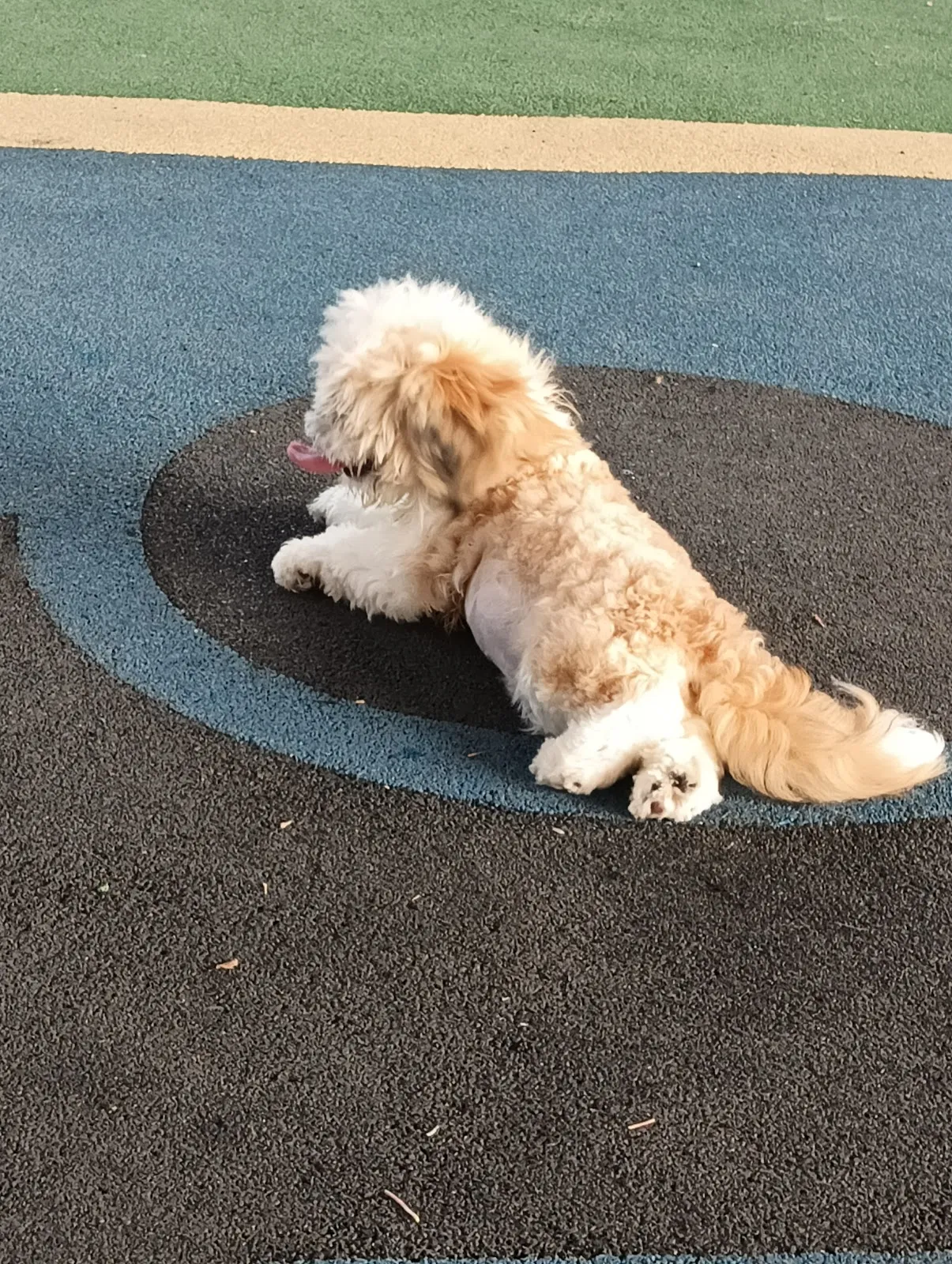 福爾摩莎動物醫院