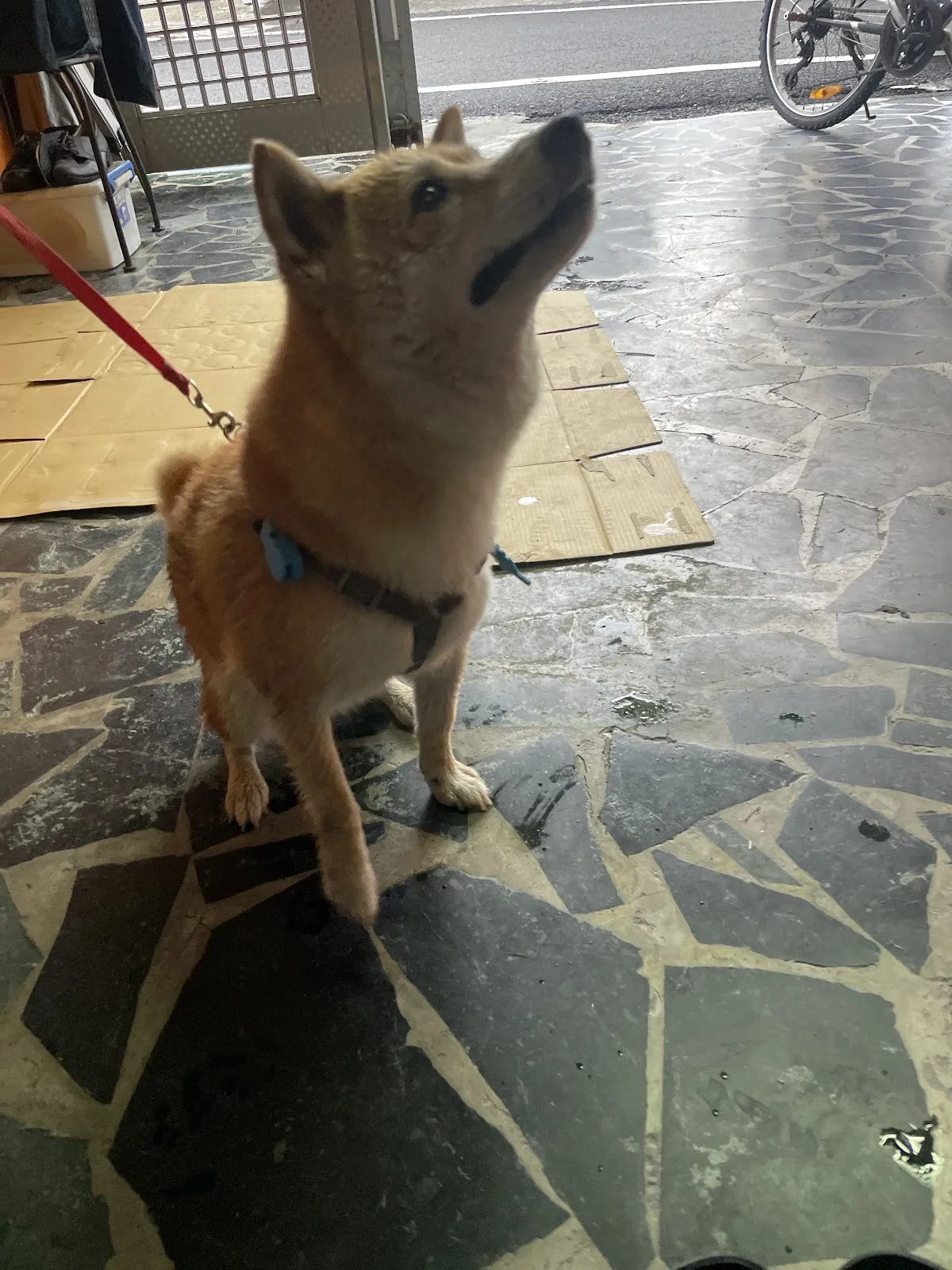 福爾摩莎動物醫院