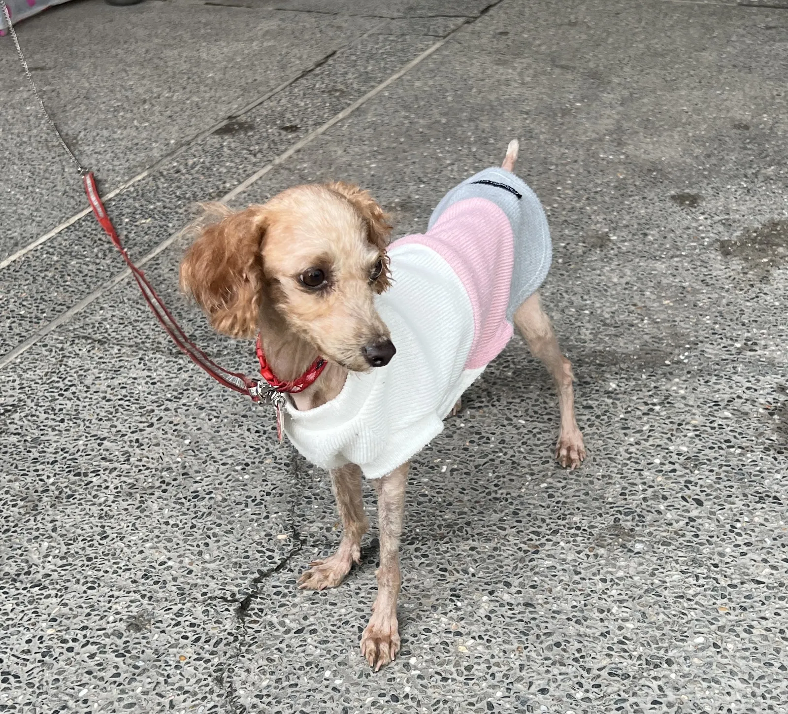 福爾摩莎動物醫院