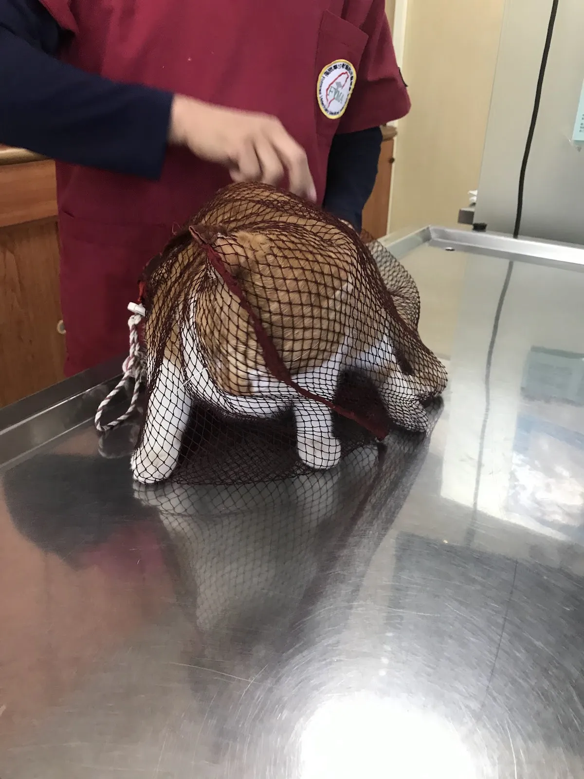 福爾摩莎動物醫院