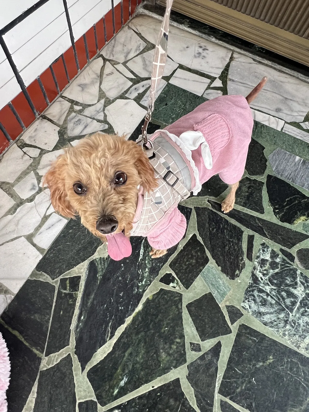 福爾摩莎動物醫院