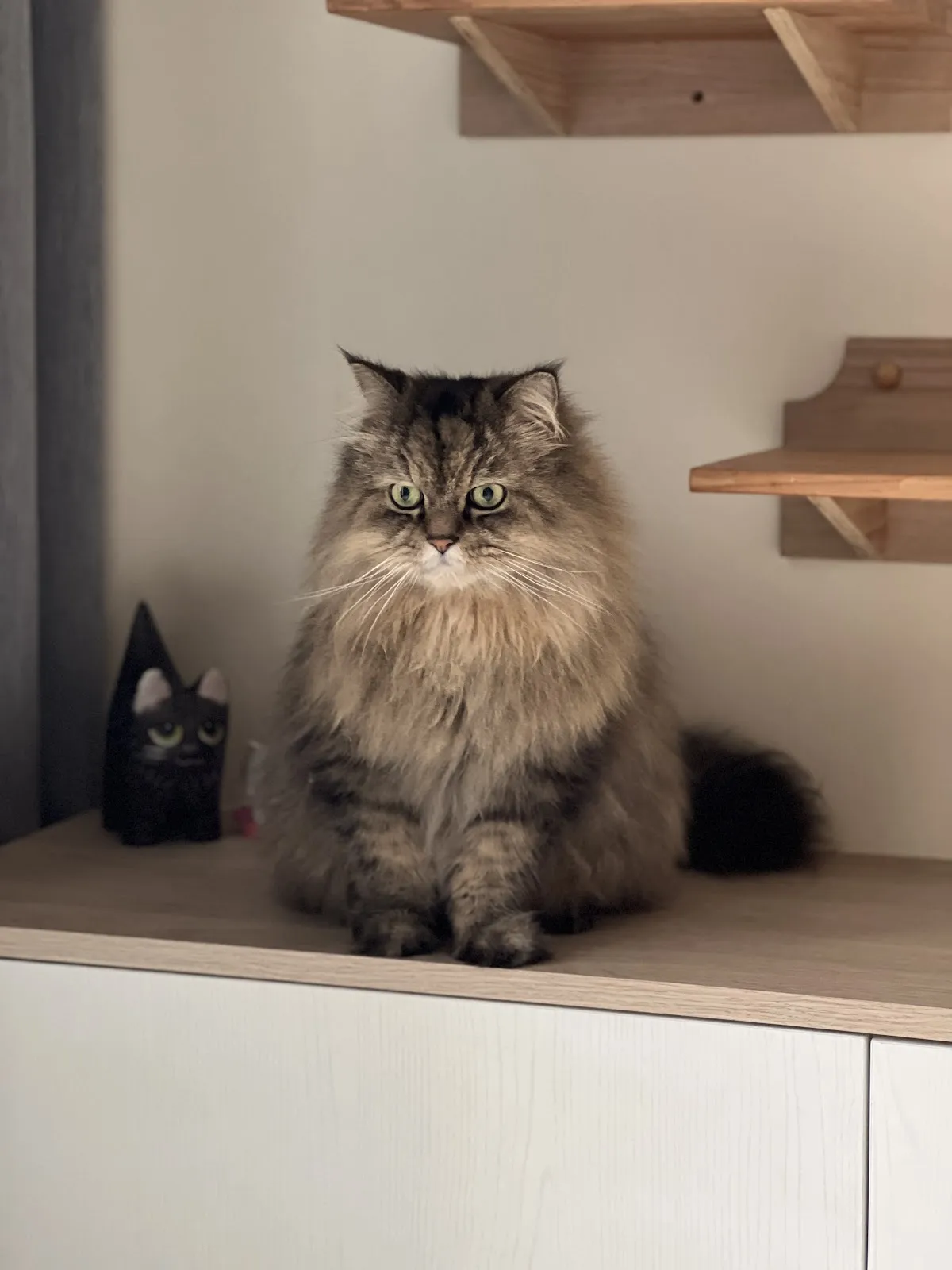 福爾摩莎動物醫院