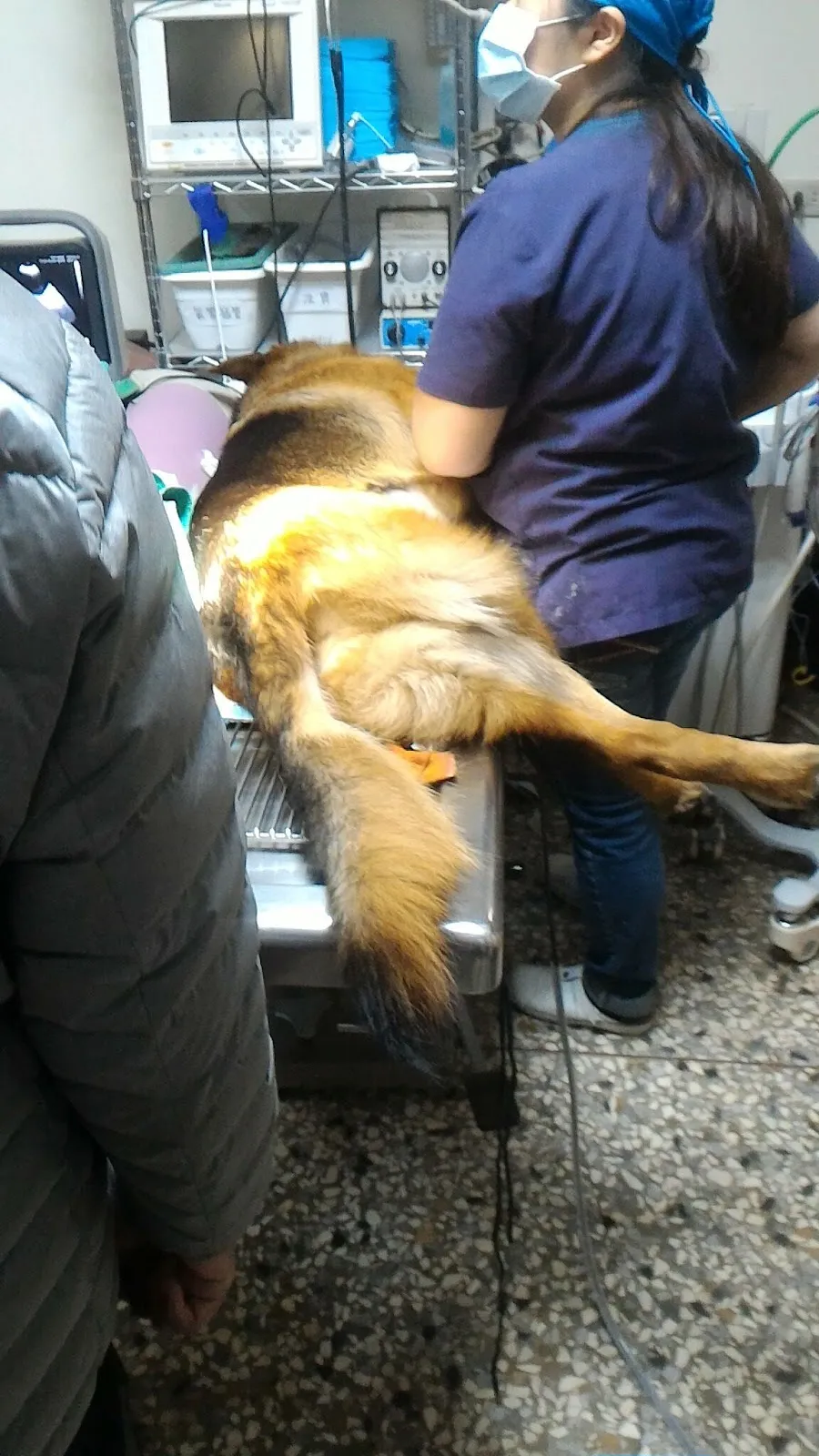 西螺程動物醫院