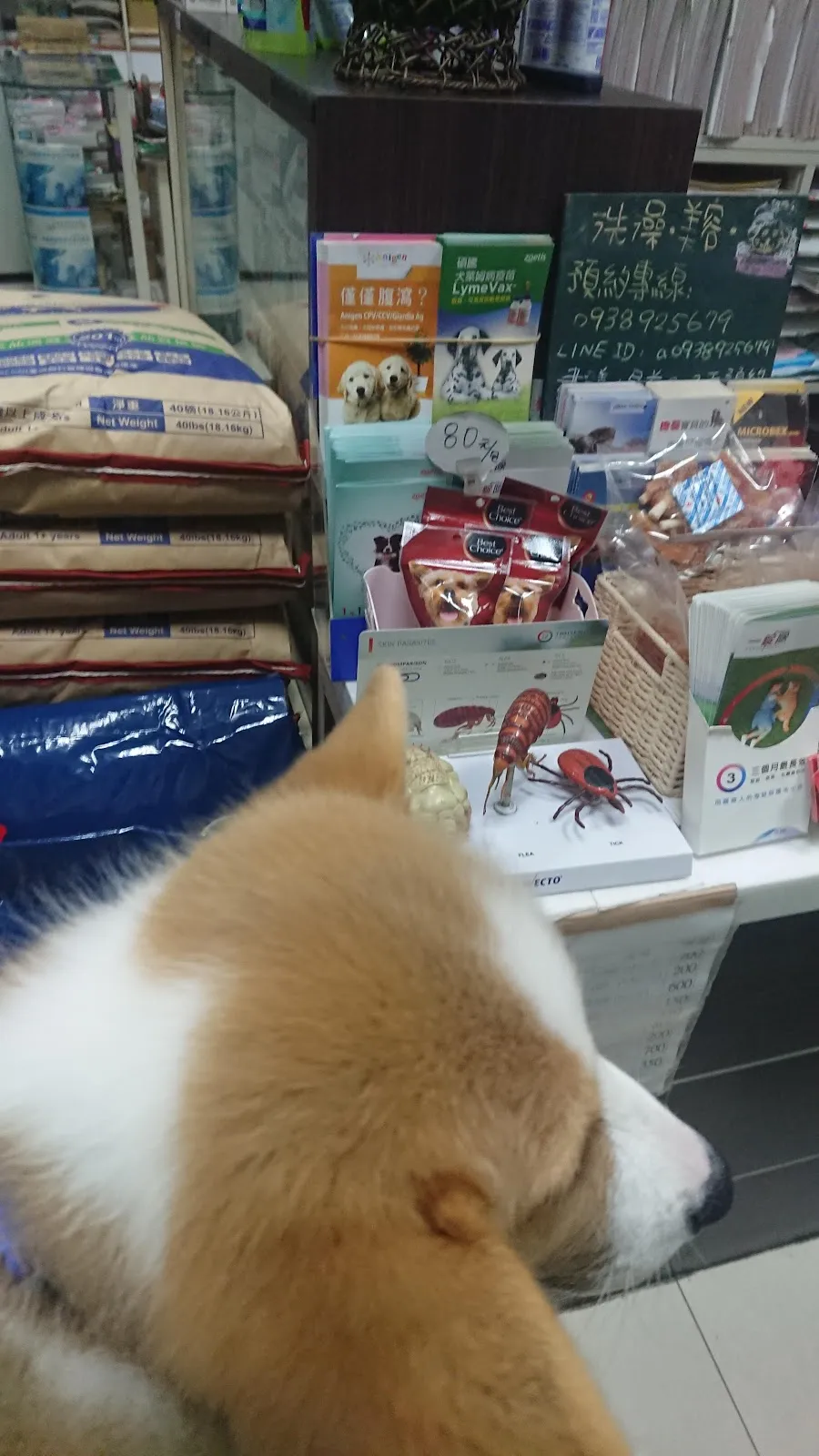 西螺程動物醫院