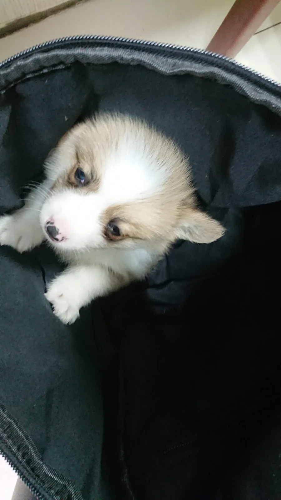 西螺程動物醫院